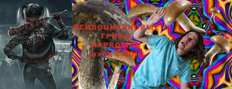 Галлюциногенные грибы Psilocybe Велиж